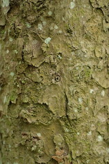 Tree texture, wood texture. Mossy cracked wood texture