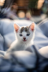 Cat 1 © Martin