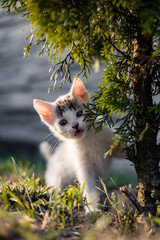 Cat  © Martin