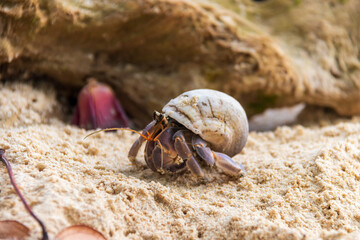 A close-up of a hermit crab on sandy terrain, showcasing its unique shell and lively behavior in a natural habitat.