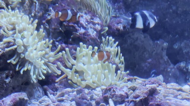 coral reef with fish, nemo