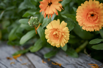 Calendula flowers spilling over wooden garden edging