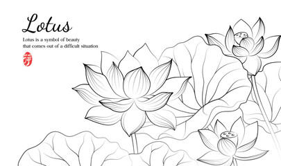 Hand painted elegant linear lotus illustrations Lotus leaf lotus