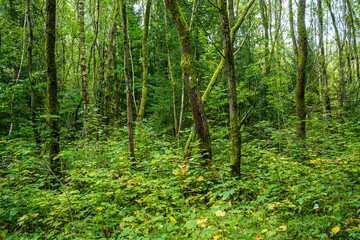 Mystisch grüner Wald nach dem Regen