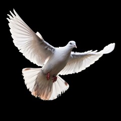 白い鳩（dove on black background）
