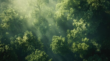 African forest canopy from above, with room for copy in the treetops