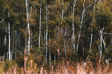 Dunkler Wald mit einzelnen Birken