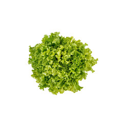Obraz premium Fresh Green Lettuce, Top View