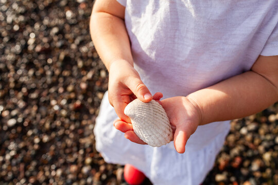 child holding white seashell in hand on pebbly beach