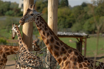 Two graceful and elegant giraffes are feeding in their natural habitat, showcasing their impressive beauty