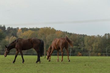 Obraz premium In a beautiful grassy field, two horses are peacefully grazing, enjoying the warmth of the sun and the fresh, lush grass around them