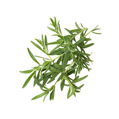 Naklejka premium Fresh Green Tarragon Sprigs Isolated on White Background