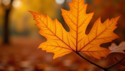  Autumns vibrant beauty captured in a single leaf