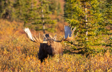 Bull Alaska Yukon Moose in Autumn in Denali National Park Alaska