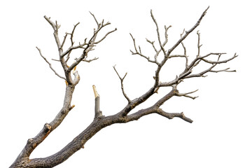Fototapeta premium Dry tree twigs isolated on white for nature concepts