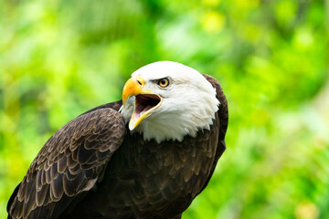 Obraz premium Bald eagle mouth open seems very mad