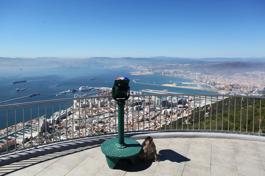 Mono en el mirador de la Roca de Gibraltar