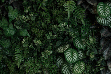 abstract green leaf texture, tropical leaf foliage nature dark green background