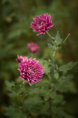Flowers of Aster Chinese (Callistephus chinensis) among plants in the garden. Small depth of field 
