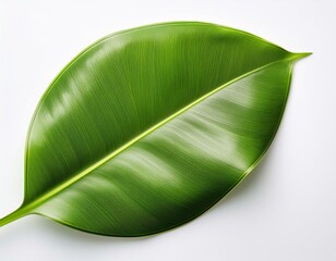 softly curved rubber plant leaf top view with glossy green surface isolated on white background