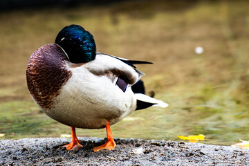 kaczka, ptactwo, zwierzak, woda, charakter, krzyżówka, dzika, dzika natura, jezior, belfer,  © Krzysztof  Jaworski