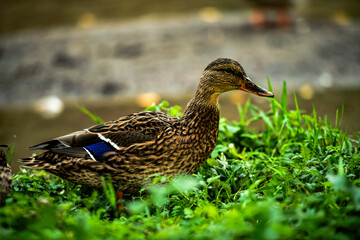 kaczka, ptactwo, zwierzak, woda, charakter, krzyżówka, dzika, dzika natura, jezior, belfer, 