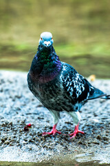 ptactwo, charakter, zwierzak, dzika natura, dzika, 