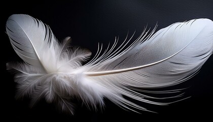 Obraz premium white feather on a black background in a close up soft and delicate texture of the bird s wing with space for text