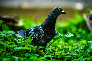 ptactwo, charakter, zwierzak, dzika natura, dzika,  © Krzysztof  Jaworski