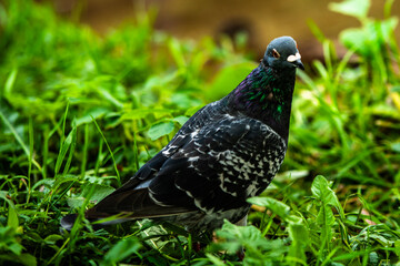 ptactwo, charakter, zwierzak, dzika natura, dzika, 