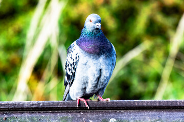 gołąb, ptactwo, zwierzak, gołąb, charakter, dzika natura, pierze, grej, belfer, grej, skrzydła, gród,  © Krzysztof  Jaworski