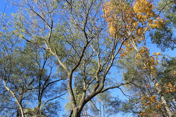 trees and sky