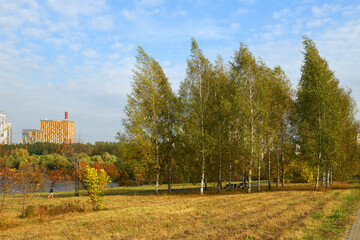 Autumn landscape. Birches in Landscape Park against background of residential buildings of Mitino district. Moscow, Russia