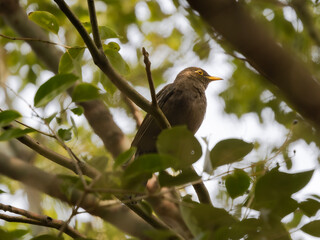 Chinese blackbird enjoying morning sunshine