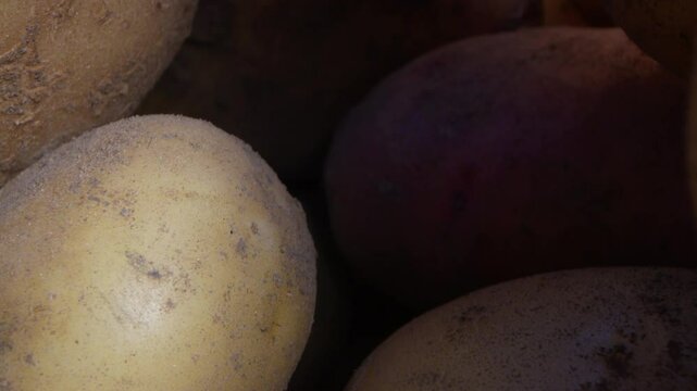 Close-up camera movement in a pile of harvested potatoes