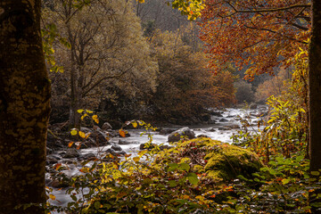 Autumn river flowing through a forest with colorful foliage. Sunlight highlights the moss-covered rocks and leaves. Perfect for nature, autumn, serenity, and landscape themes