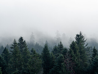 Misty Forest with Fog and Green Fir Trees in the Foreground – Mysterious Atmosphere
