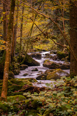 Serene forest stream flowing over mossy rocks in autumn. The vibrant foliage creates a peaceful scene, ideal for nature, autumn, and landscape themes
