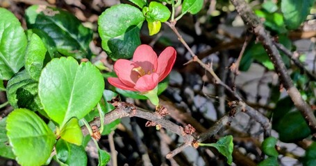 Close-up of red Chinese quince flower.. London, UK
