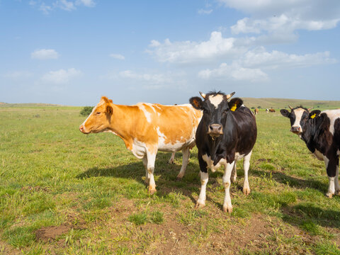 Cows in the field,  full body view healthy cows in the field looking at the camera at sunny summer day. Holstein and Simmental cattle standing in green pasture or meadow. Livestock photo.