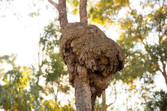 close up of a termite nest in a tree