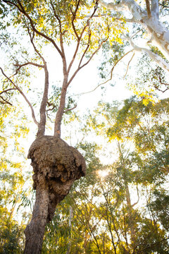 termite nest in the fork of a gum tree with sunlight shining through