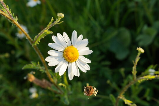 Matricaria chamomilla with green background