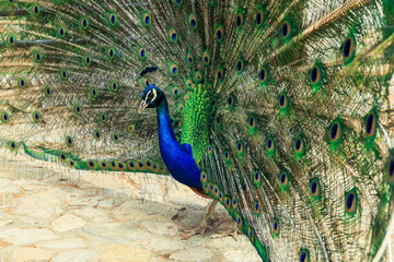 A magnificent peacock displays its colorful feathers at a natural habitat during daytime