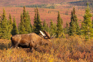 Bull Alaska Yukon Moose in Autumn in Denali National Park Alaska