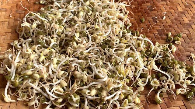 mung bean sprouts on a rattan tray