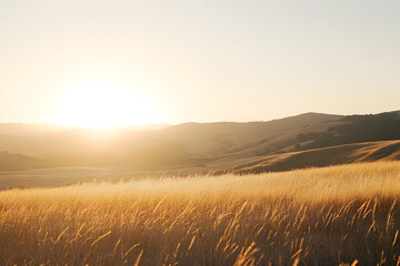 Fototapeta premium A vast open field bathed in warm golden light during sunset creates a serene and tranquil atmosphere with gentle hills in the background