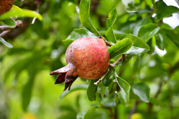 ザクロ　pomegranate