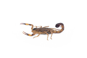 Dangerous Venomous insects. Chinese striped bark scorpion or Vietnamese brown scorpion - Lychas mucronatus isolated on white background.