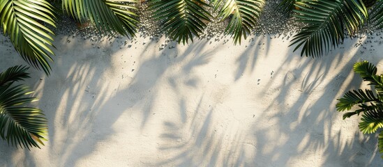 Copy space image of palm tree leaves casting shadows on a stone gravel concrete ground with a horizontal empty background